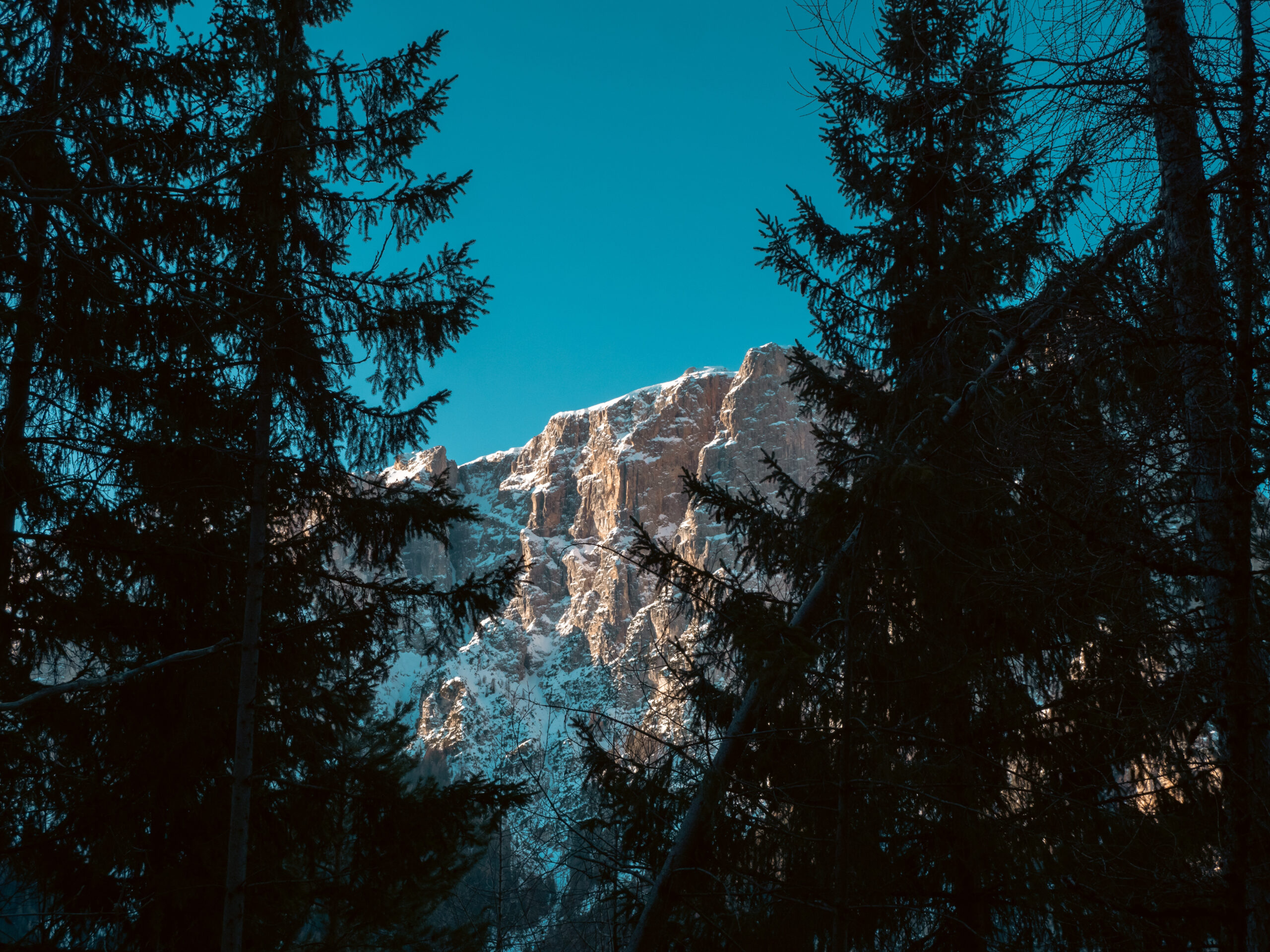 dolomiti innevate viste da un bosco